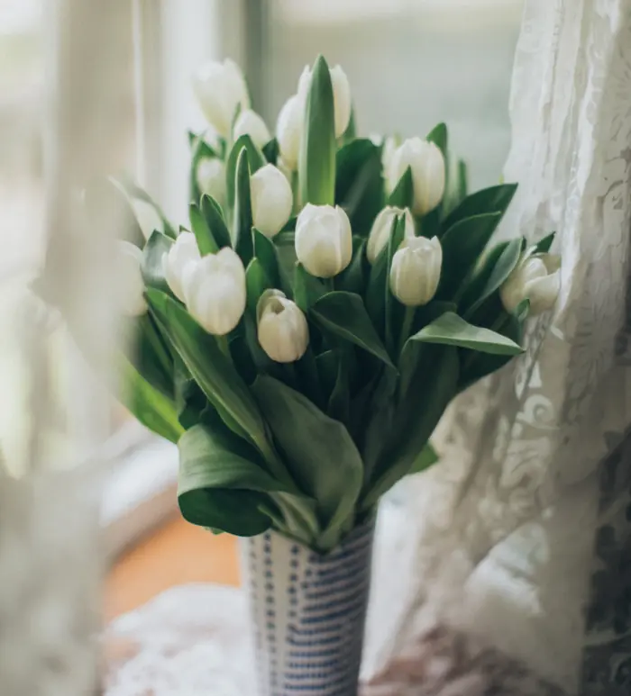 White tulips in a glass vase