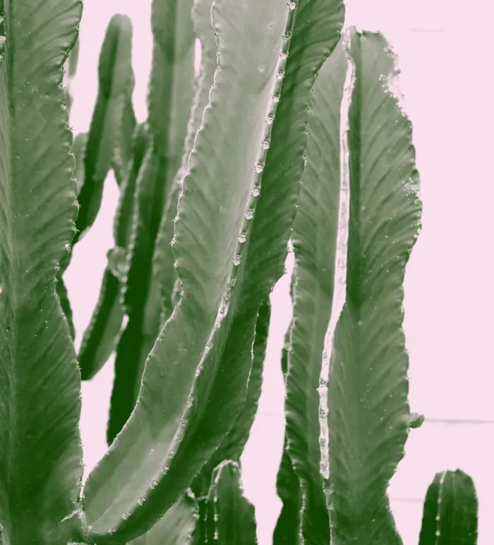 Green cactus against a soft pink background