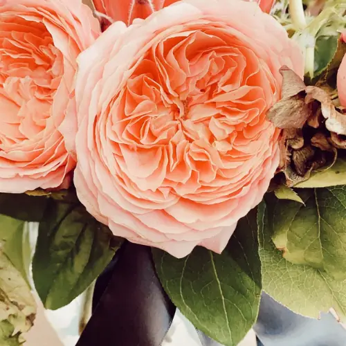 Soft peach garden roses