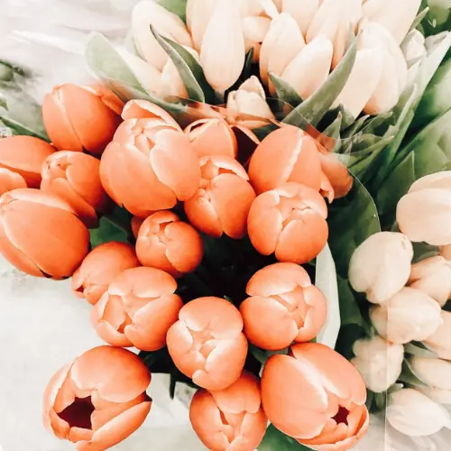 Pink and white tulips
